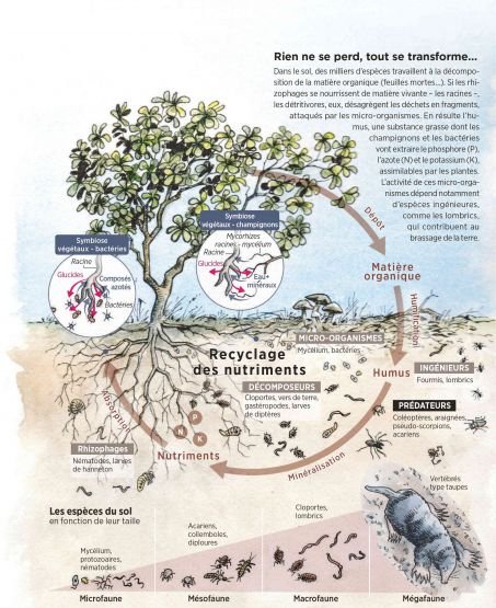 Sous nos pieds, la terre grouille de vie ! 1 Rien ne se perd, tout se transforme...
Dans le sol, des milliers d\'espèces travaillent à la décomposition de la matière organique (feuilles mortes...). Si les rhizophages se nourrissent de matière vivante - les racines -, les détritivores, eux, désagrègent les déchets en fragments, attaqués par les micro-organismes. En résulte l\'humus, une substance grasse dont les champignons et les bactéries vont extraire le phosphore (P), l\'azote (N) et le potassium (K), assimilables par les plantes. L\'activité de ces micro-organismes dépend notamment d\'espèces ingénieures, comme les lombrics, qui contribuent au brassage de la terre.