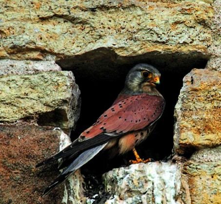 Quand la nature prend ses quartiers en ville 1 Le faucon crécerelle affectionne les abris haut perchés : arbres isolés, parois rocheuses ou grands édifices urbains. Il se nourrit de rongeurs, de petits oiseaux et de gros insectes.