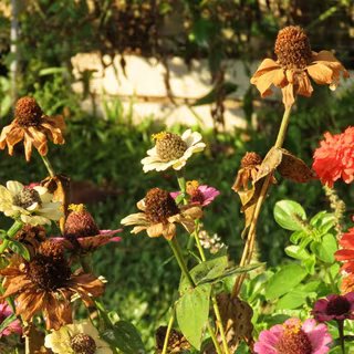 Pourquoi les fleurs de votre jardin fanent-elles trop vite ©Verediana Hille, Adobe Stock