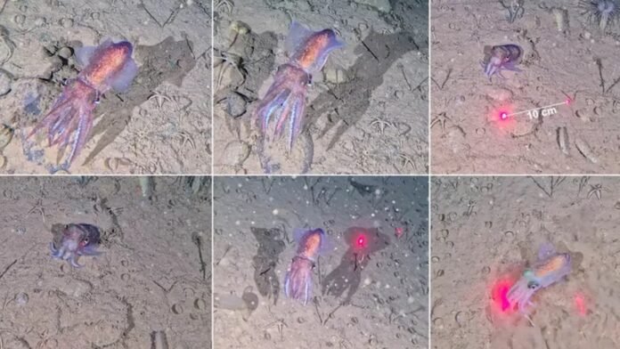 Ce calmar aux grands yeux a stupéfié les chercheurs en apparaissant avec des dizaines d’œufs dans un endroit méconnu
