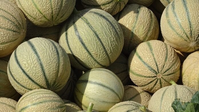 Couleur brunâtre, chair moins ferme, récolte en berne… La canicule fait mal aux melons français, les prix sont déjà 35% plus hauts qu'il y a un an