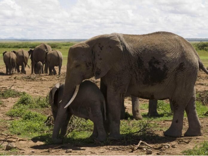 Enquête ouverte après la mort inexpliquée de 15 éléphants dans un parc kényan Enquête ouverte après la mort inexpliquée de 15 éléphants dans un parc kényan