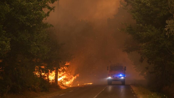 Incendies en France: la monoculture de pins, «une épée de Damoclès» pour les forêts