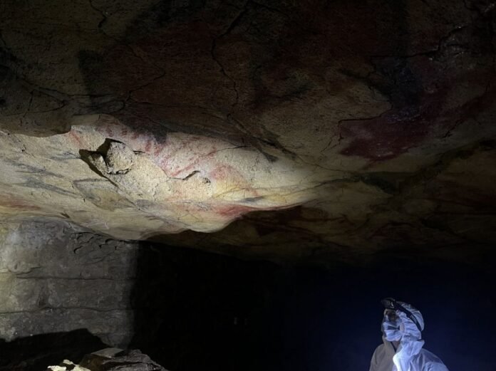 plafond de la grotte d’Altamira (Espagne), échantillonnage de pigments pour analyse ADN