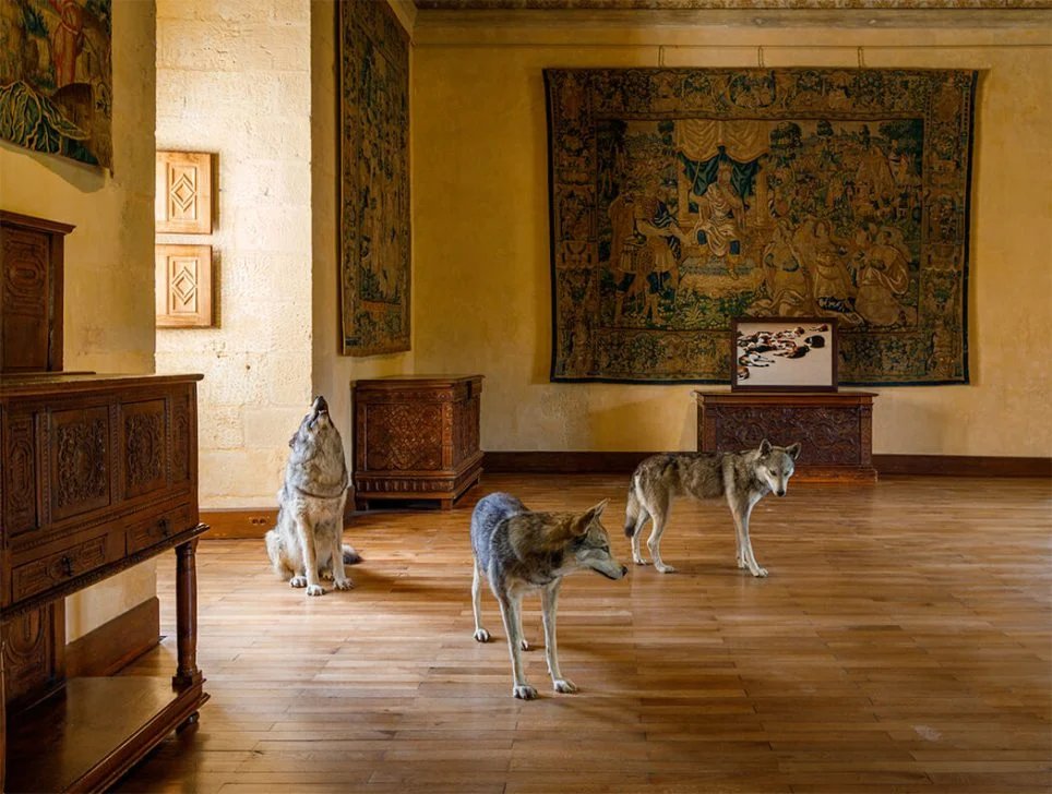 Karen Knorr dans la Grande Salle du château d’Azay-le-Rideau