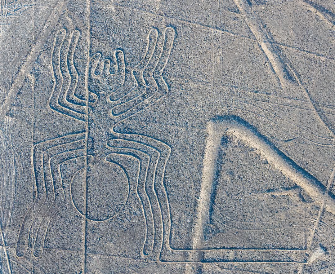 Nazca spider 2015 07 29