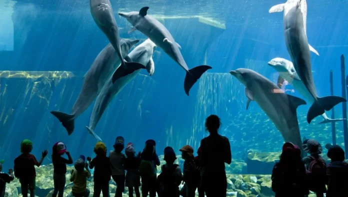 Parcs zoologiques : enfermer les animaux, est-ce vraiment les protéger ?