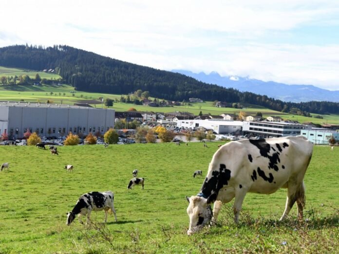 Des bovins paissent dans un pré
