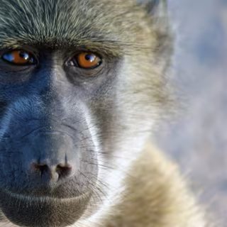 Voici pourquoi peu d'espèces auraient intérêt à développer l'intelligence selon un neuroscientifique 3 Les babouins forment des groupes sociaux d'une quarantaine d'individus en moyenne. Il est difficile de bien s'entendre avec tout ce petit monde. Pourtant, certains individus, qualifiés dans cette expérience de « gentils » sont capables de former des liens sociaux forts et étroits avec bon nombre de leurs congénères. Chez les primates non humains aussi, la personnalité est importante ! © Dave 2x, Fotopédia, cc by nd 2.0