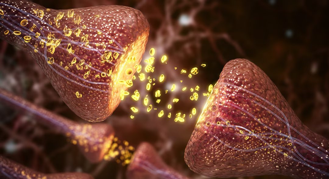 Voici pourquoi peu d'espèces auraient intérêt à développer l'intelligence selon un neuroscientifique 2 evolution cerveau intelligence